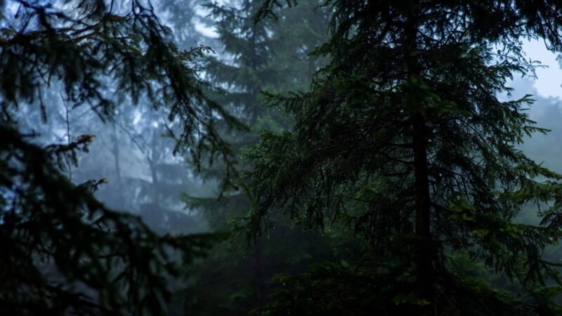 Little Forest Massage Hermosa Beach